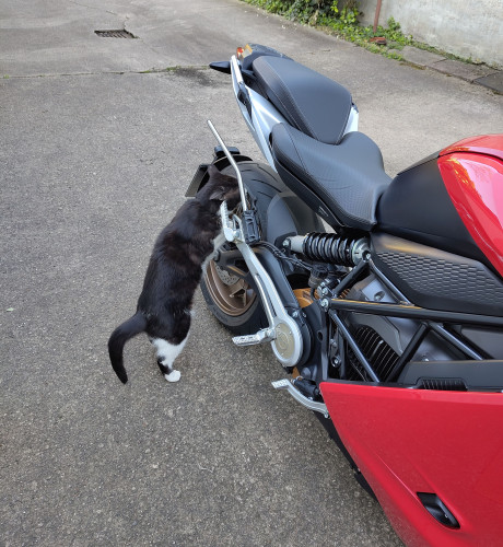 cat_check.jpg